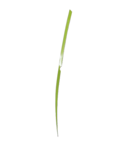 Sticker flanc gauche blanc vert avec trou